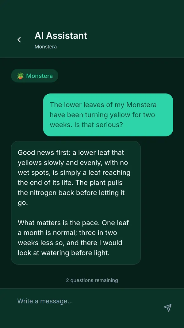 SPRAIA AI assistant: a question about yellowing Monstera leaves and the assistant’s detailed answer