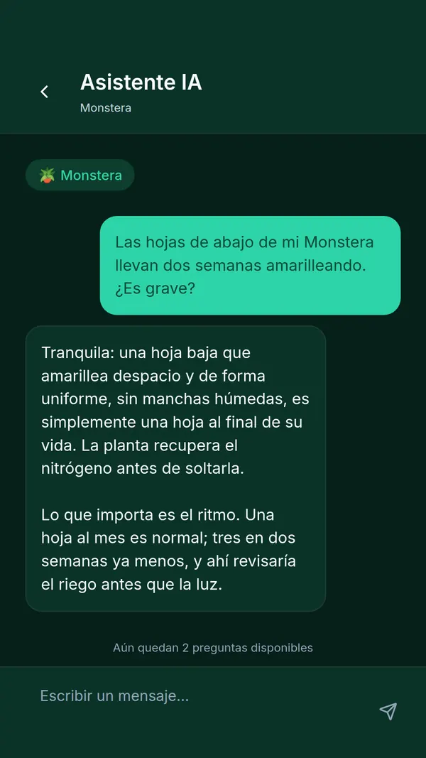 Asistente de IA de SPRAIA: pregunta sobre hojas de Monstera que amarillean y respuesta detallada del asistente