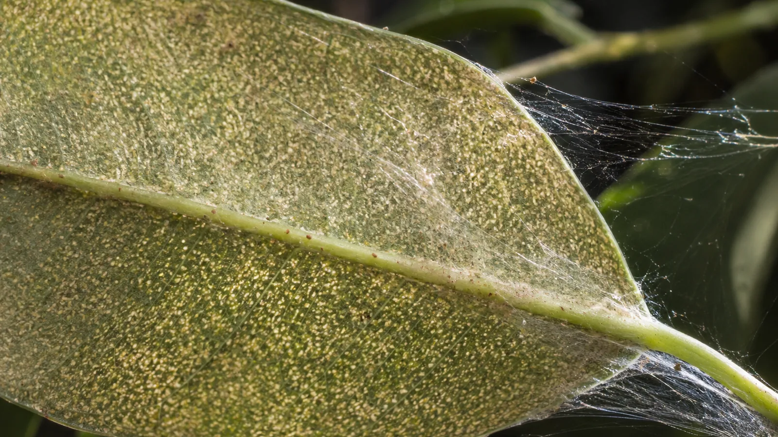 Gros plan sur de fines toiles d'araignées rouges sous une feuille piquée de points jaunes