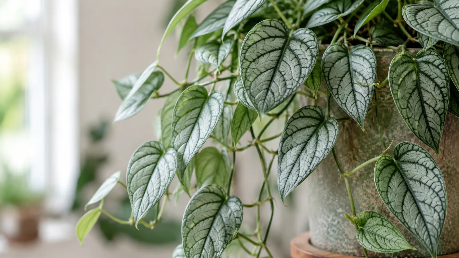 Monstera siltepecana aux feuilles juvéniles argentées veinées de vert foncé