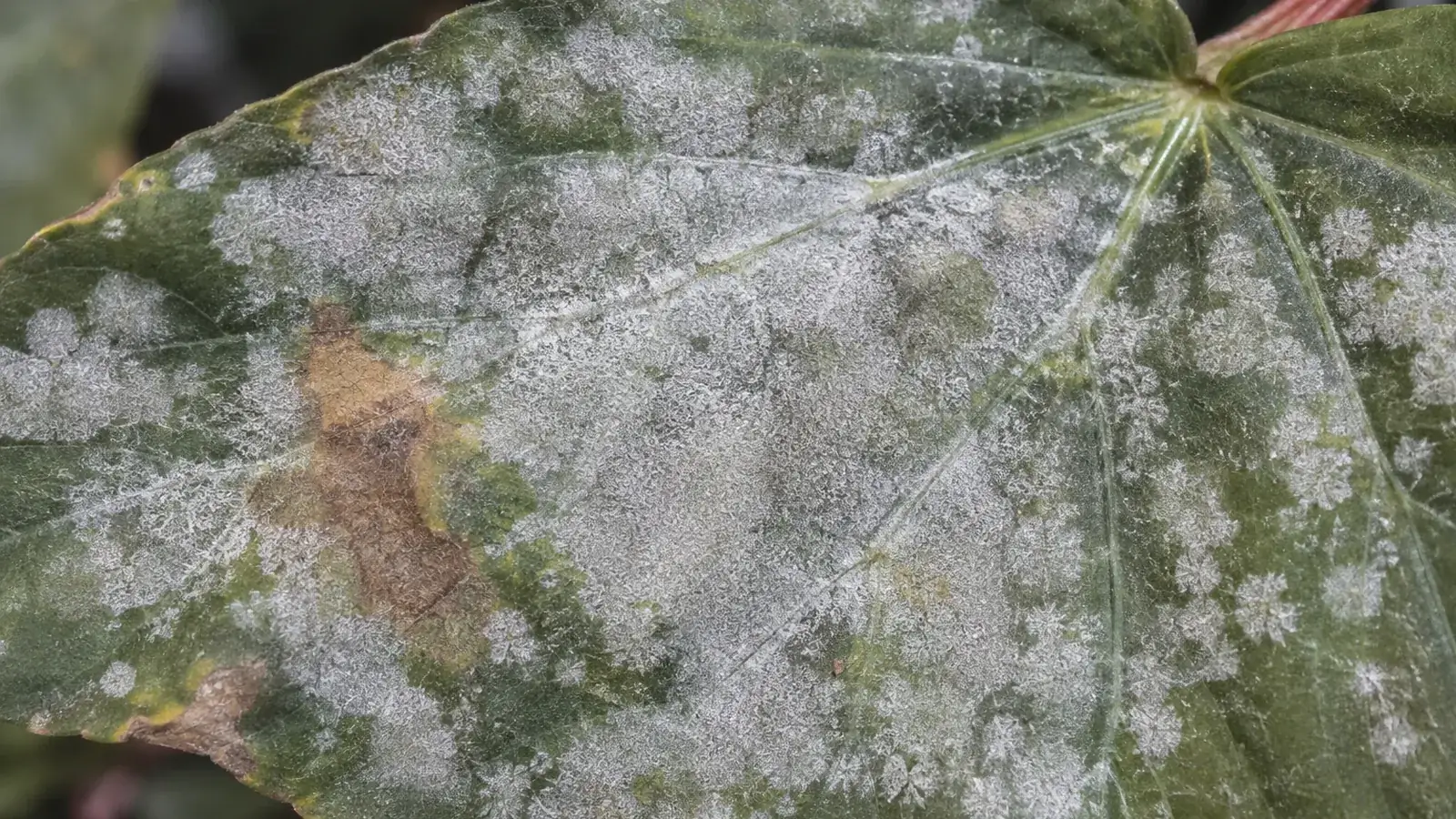 Feuille de plante d'intérieur couverte d'un feutrage blanc poudreux d'oïdium