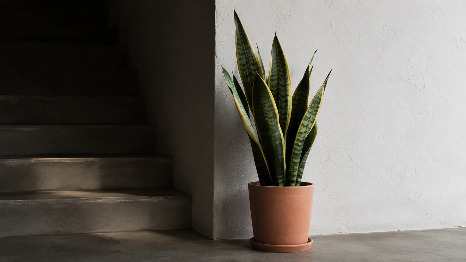 Sansevieria trifasciata aux feuilles dressées vert et jaune dans un pot en terre cuite