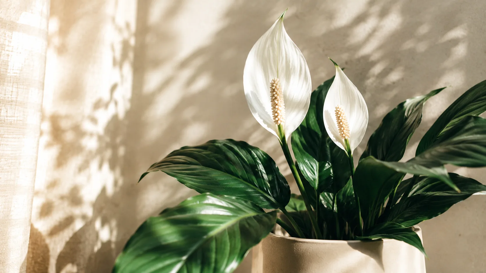 Spathiphyllum en pleine floraison avec ses spathes blanches élégantes